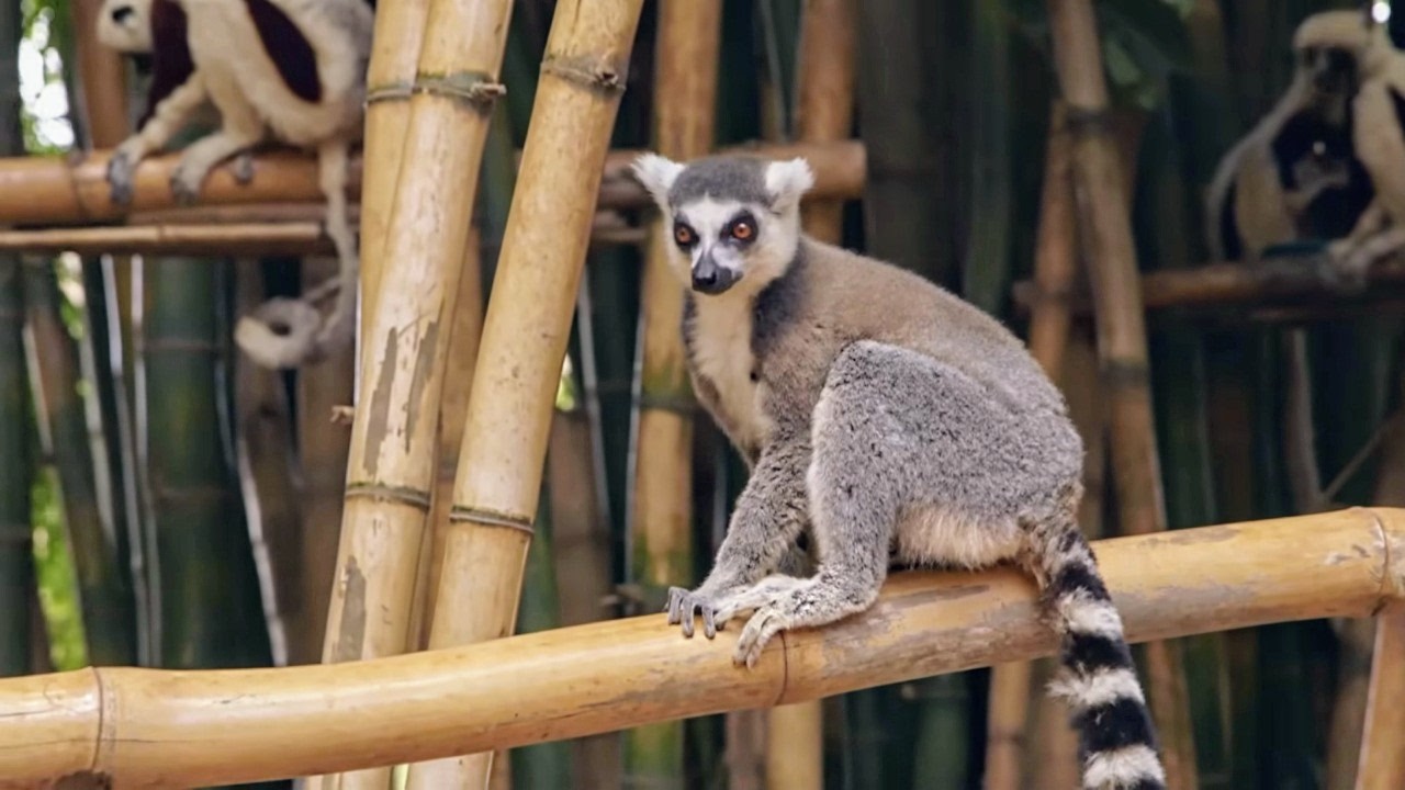Madagascar, les trésors de l'île rouge