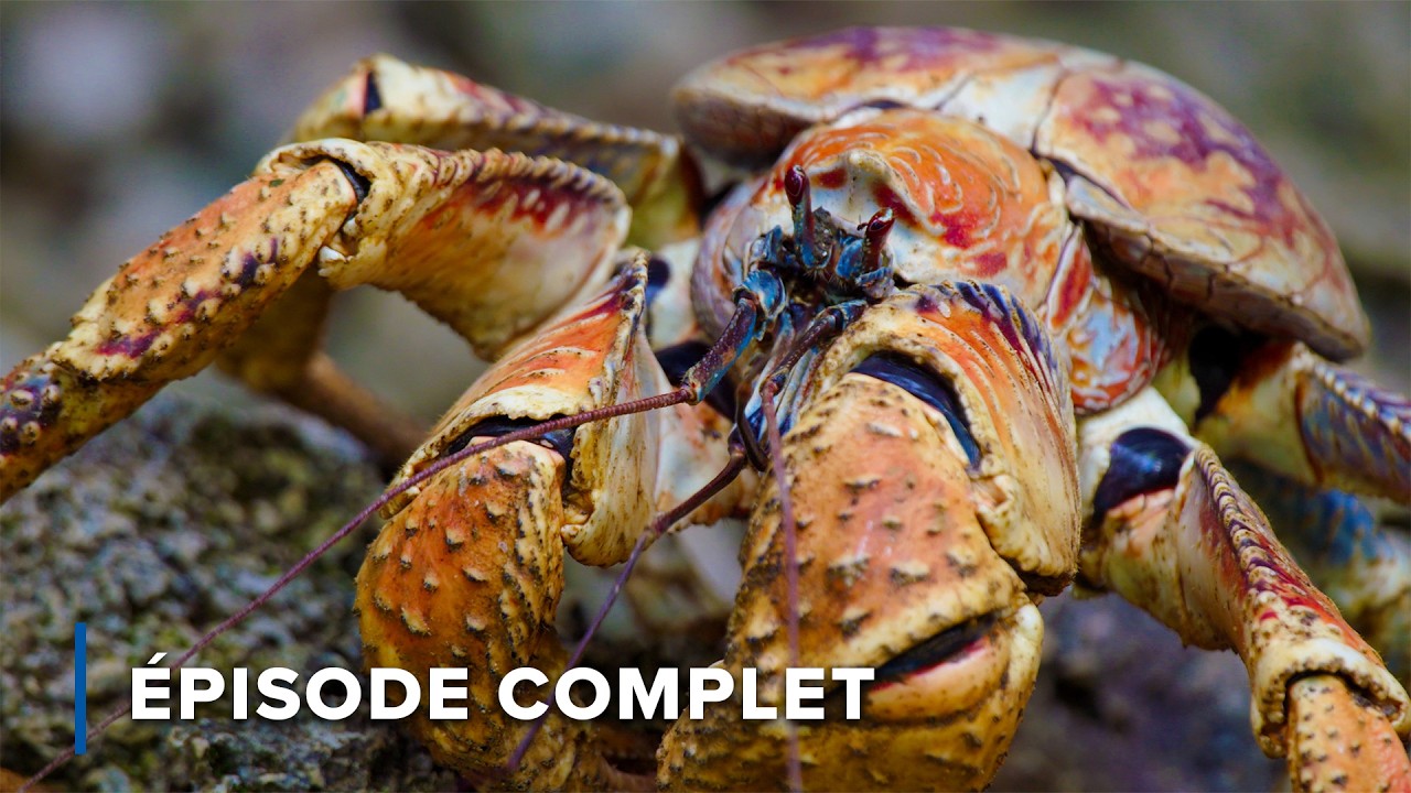 Le minuscule royaume de vies rares de l’océan Indien | Îles cachées d'Australie 103