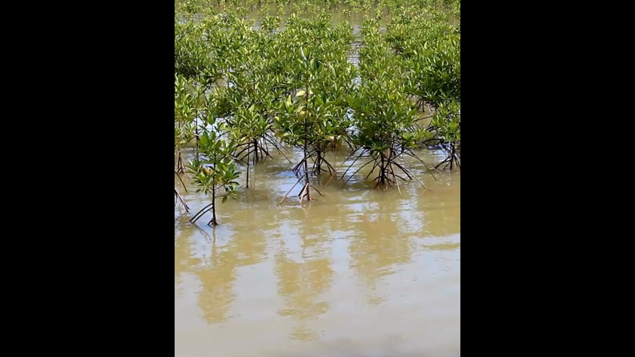 Les mangroves expliquées en 2 minutes