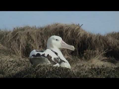 Recherches sur l'île de Crozet (IPEV, TAAF, mission47)