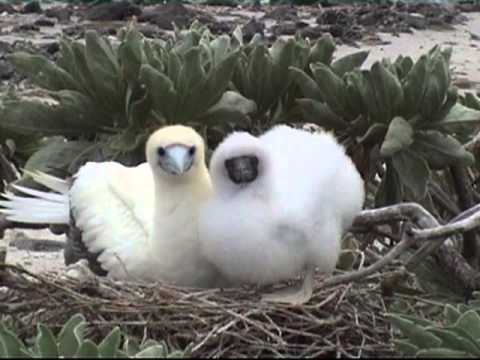 L'Utile, 1761. Esclaves oubliés