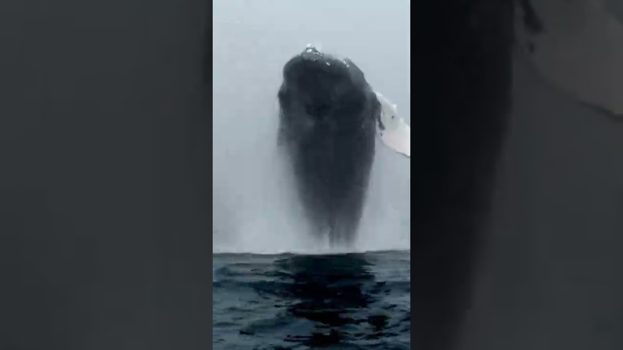 La plus grande baleine du monde