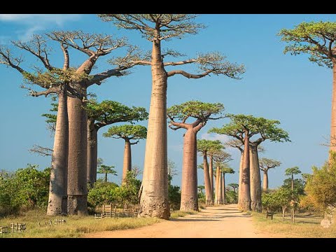 10 Jours à Madagascar : Les Meilleurs Endroits à Visiter et Les Choses à Faire 🇲🇬